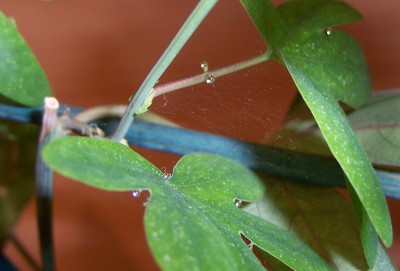 100_3593a.jpg