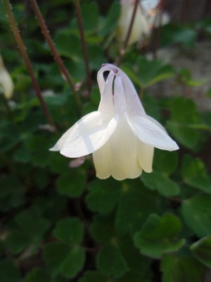 flabellata jewel1.jpg