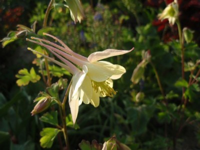 chrysantha1.jpg