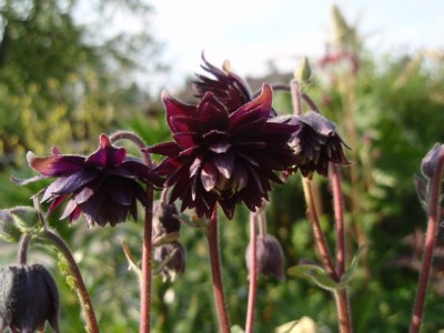 Black Barlow1.jpg