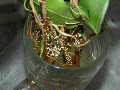 Ficus2.JPG