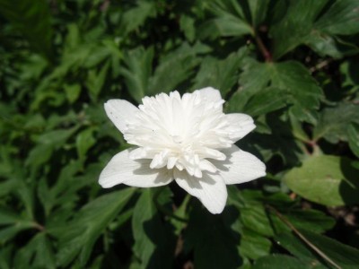 nemorosa1.jpg