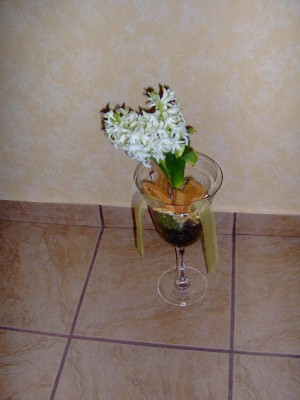 Glas Hyazinte.jpg