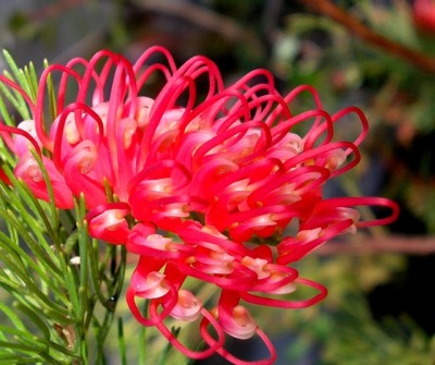rotproteaceae1.jpg
