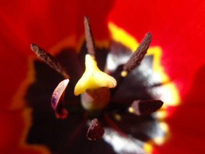 rottulpe1.jpg