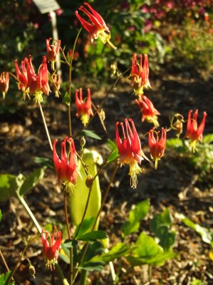 DSCF2891.JPG