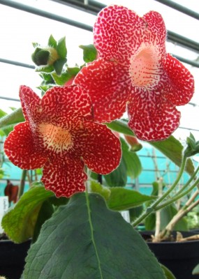 DSCF2688.JPG
