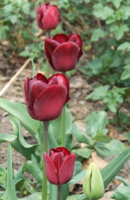 DSCF2496.JPG