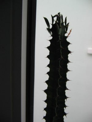 blumen 012.jpg