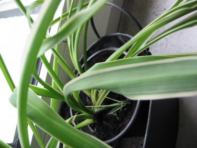 blumen 009.jpg