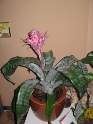 blumen 003.jpg