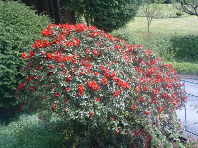 rhodo3.jpg
