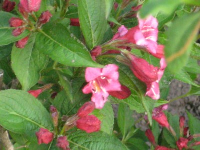 Img_2237.jpg
