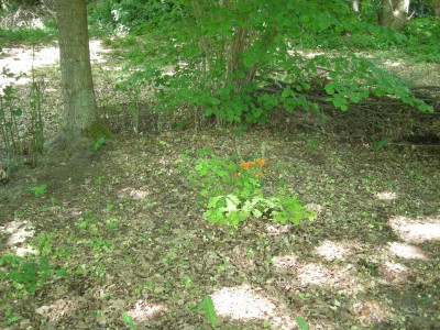 DSCN5074.JPG