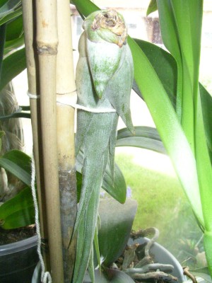 tillandsien 019.JPG