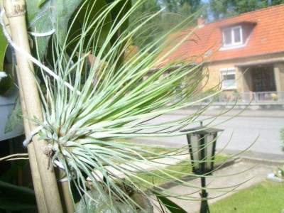 tillandsien 017.JPG
