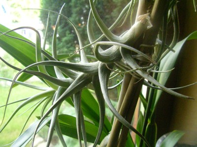 tillandsien 016.JPG
