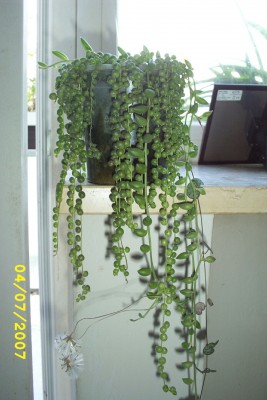 Miy Pictures0002.jpg