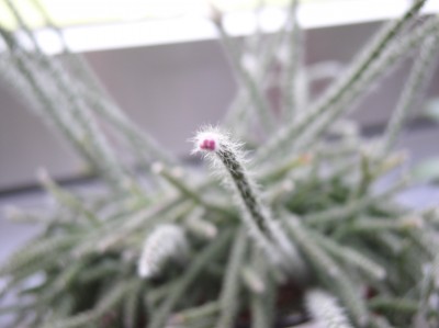 P1010058.JPG