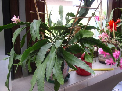 P1010059.JPG