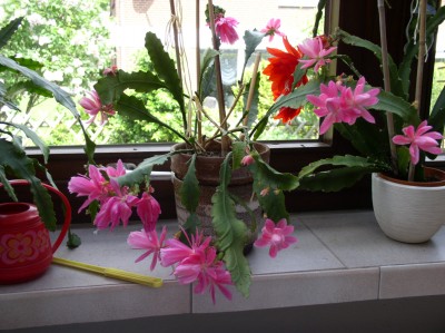 P1010055.JPG