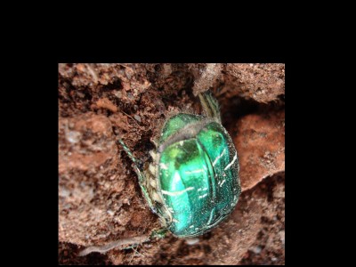 15.05.2008 auf dem weg hinunter.jpg