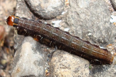 15.05.2008 vom baum gefallen.jpg