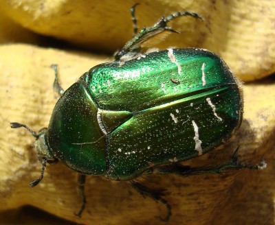 15.05.2008 fast untergefräst.jpg