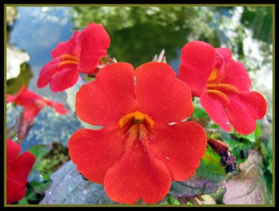 Gauklerblume, rot - Mimulus cupreus 'Roter Kaiser'....JPG