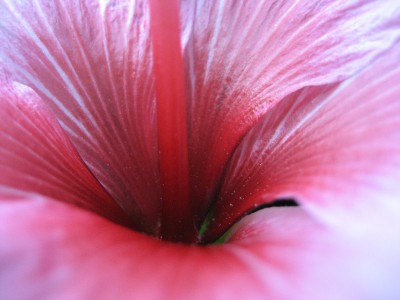 hibiskus weißrosa makro.JPG