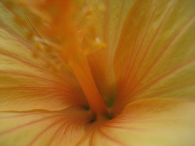 hibiskus orange makro.JPG