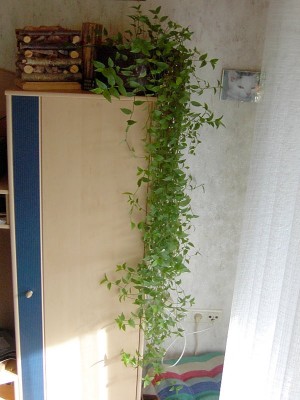 Schnellwachsende Kletterpflanze fürs Zimmer gesucht! · Pflanzen & Botanik ·  GREEN24 Pflanzen & Garten Forum