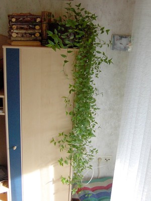 Dreimasterblume (Tradescantia spec.).JPG