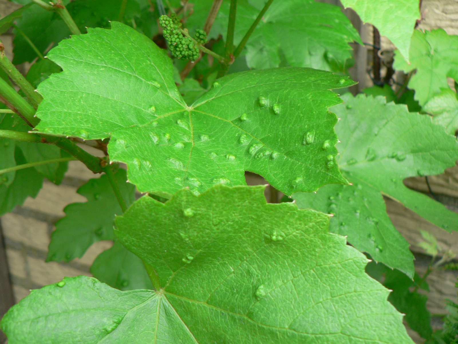 Weintrauben Blätter wölben sich · Pflanzenkrankheiten & Schädlinge ·  GREEN24 Pflanzen & Garten Forum