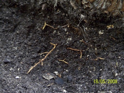100_4724.JPG