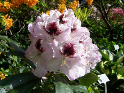 100_3655a.jpg