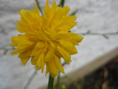 Pompom.jpg