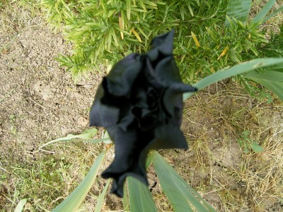 RIMG0151.JPG