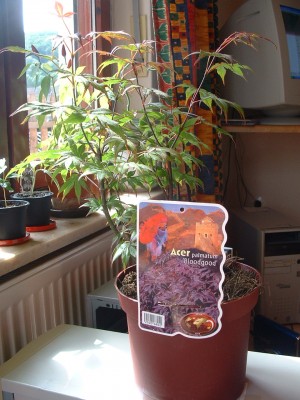 Acer_palmatum_bloodgood.JPG