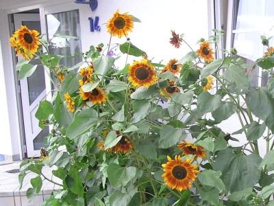 Sonnenblumen.JPG