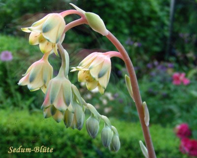 Sedum w.jpg