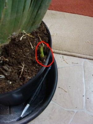 Meine Bilder 545a.jpg