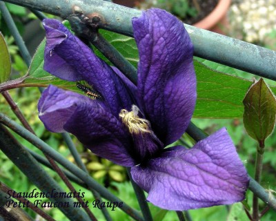 P. Faucon mit Raupe w.jpg