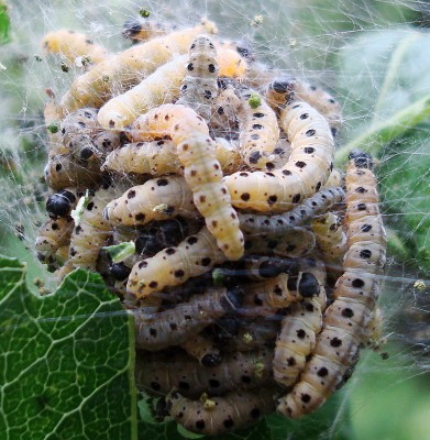 15.05.2008 süss ist anders.jpg