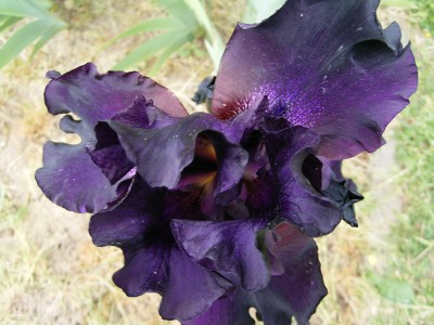 RIMG0137.JPG