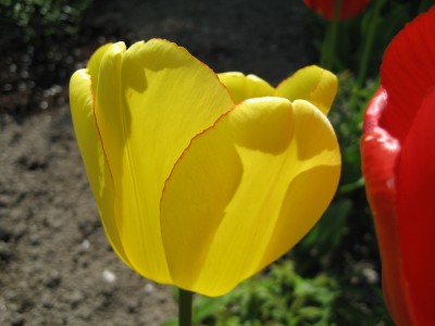 tulpe gelb roter rand.JPG