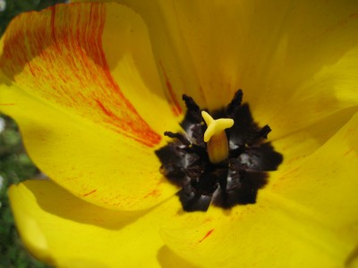 tulpe gelb rot getuscht.JPG