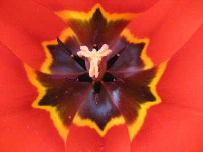 tulpe rot detail.JPG