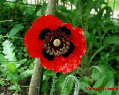 Marienkäfermohn w.jpg