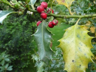 Ilex 3.jpg